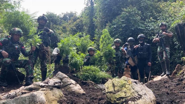 TNI Temukan Ladang Ganja, Tersembunyi di Hutan Oksibil Pegunungan Bintang