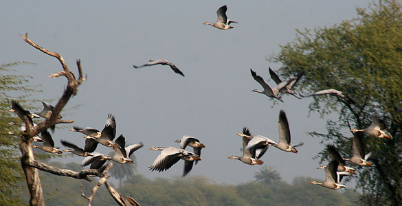 .: 20 Fakta Unik Migrasi Burung :.