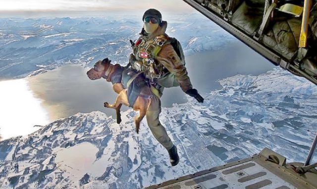 Peran Menakjubkan yang Dapat dilakukan Seekor Anjing Saat Terjadi Peperangan