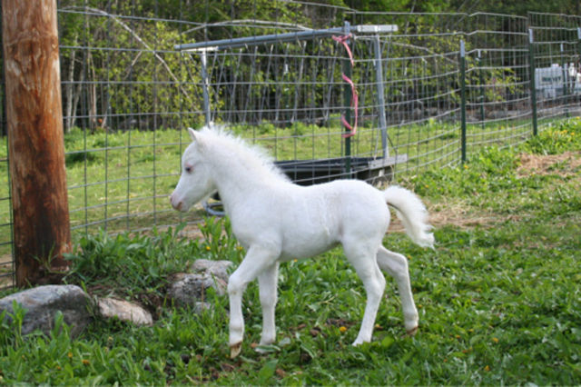 &#91;PIC&#93; HEWAN HEWAN ALBINO yang UNIK UNIK dan LANGKA