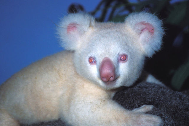 &#91;PIC&#93; HEWAN HEWAN ALBINO yang UNIK UNIK dan LANGKA