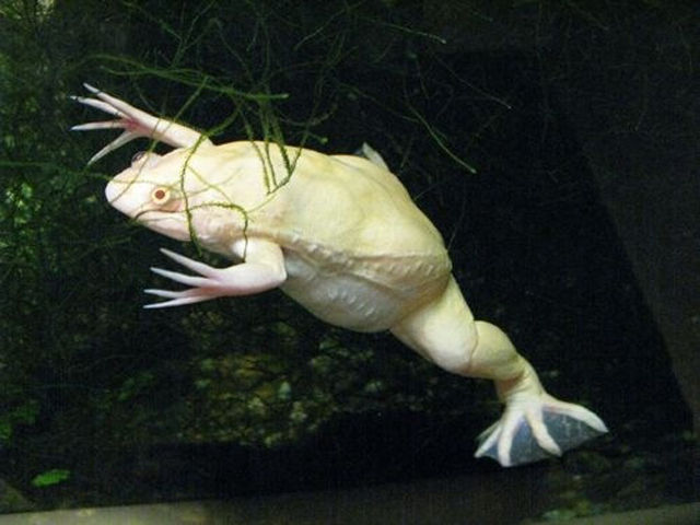 &#91;PIC&#93; HEWAN HEWAN ALBINO yang UNIK UNIK dan LANGKA