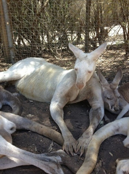 &#91;PIC&#93; HEWAN HEWAN ALBINO yang UNIK UNIK dan LANGKA