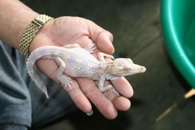 &#91;PIC&#93; HEWAN HEWAN ALBINO yang UNIK UNIK dan LANGKA