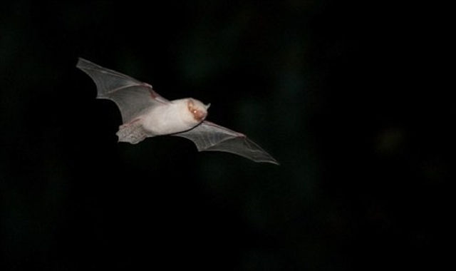 &#91;PIC&#93; HEWAN HEWAN ALBINO yang UNIK UNIK dan LANGKA