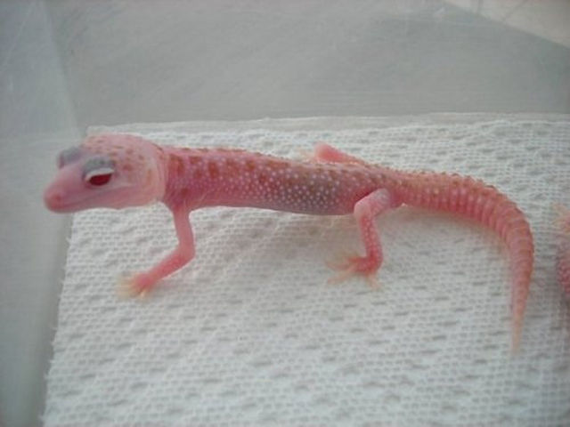 &#91;PIC&#93; HEWAN HEWAN ALBINO yang UNIK UNIK dan LANGKA