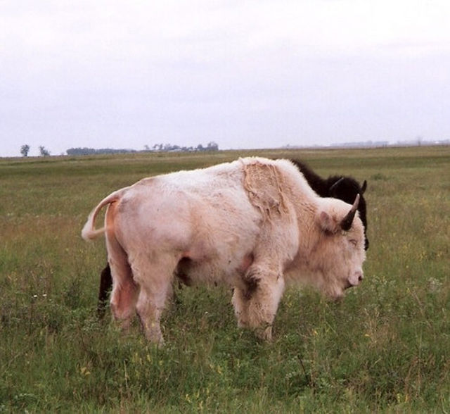 &#91;PIC&#93; HEWAN HEWAN ALBINO yang UNIK UNIK dan LANGKA