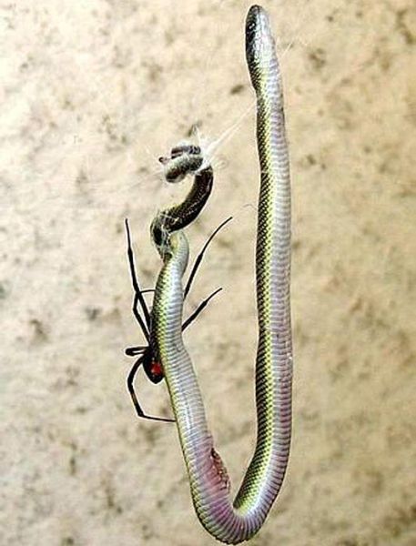 seekor laba2 memangsa seekor ular ( +pict )