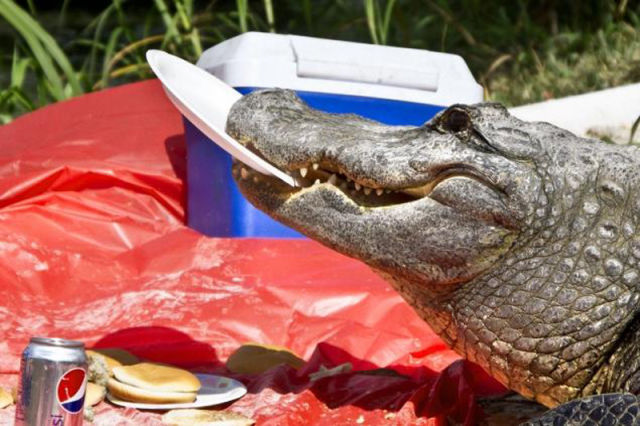 (Lucu+Unik) Alligator Lapar Curi Burger Wisatawan