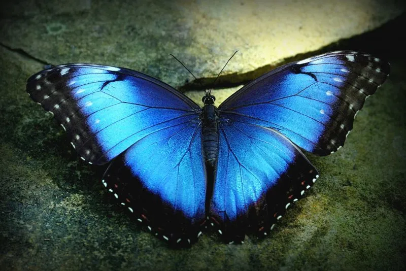 12-jenis-kupu-kupu-terindah-di-dunia