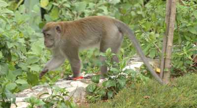 20-ekor-monyet-panjang-diperjualbelikan-di-bali-setiap-bulan