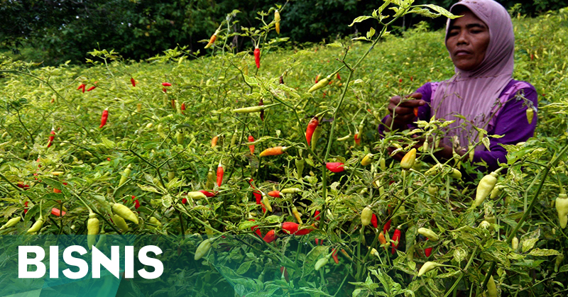 harga-cabai-anjlok-petani-merugi