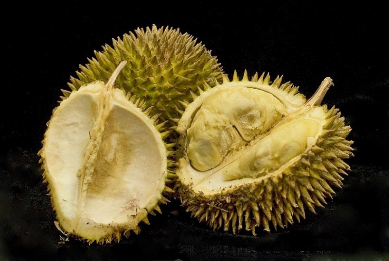 Ternyata Ini Penyebab Bau Durian Sangat Menyengat