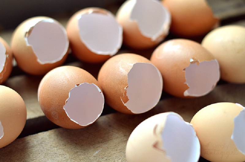 Ternyata Konsumsi Kulit Telur Menyehatkan Lho! Ini Cara Mengolahnya
