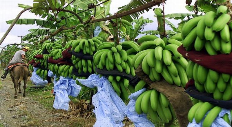 Ramadan, Harga Pisang Naik hingga 75%