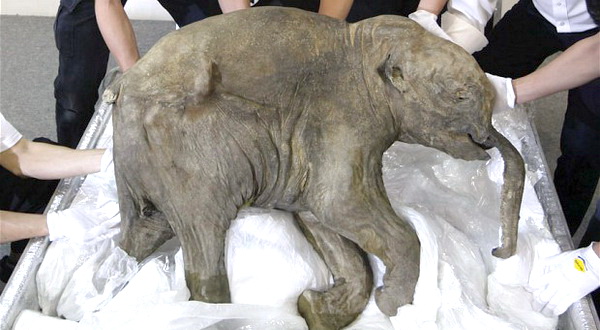 5-fosil-mammoth-berusia-220000-tahun-ditemukan-di-costwolds-uk