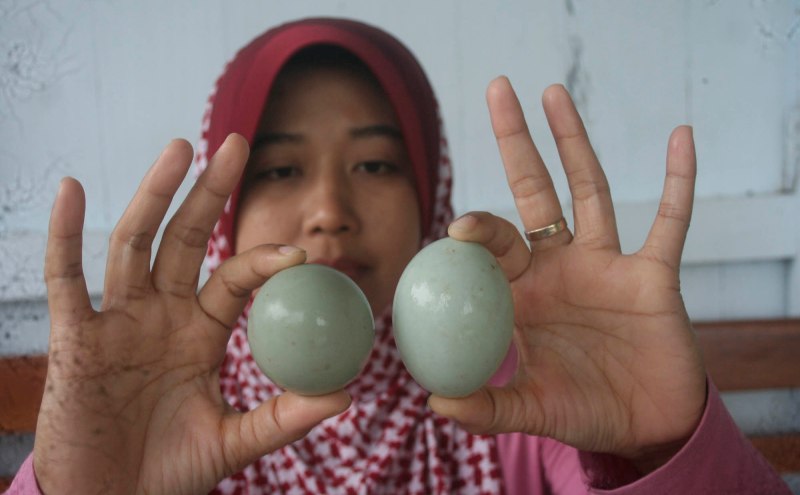 Telur Bebek Bulat Gegerkan Kulonprogo