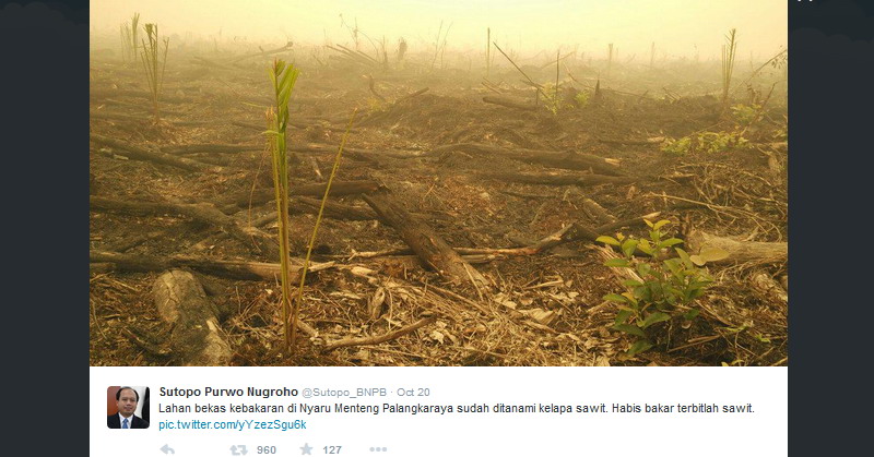 bnpb-habis-bakar-terbitlah-sawit