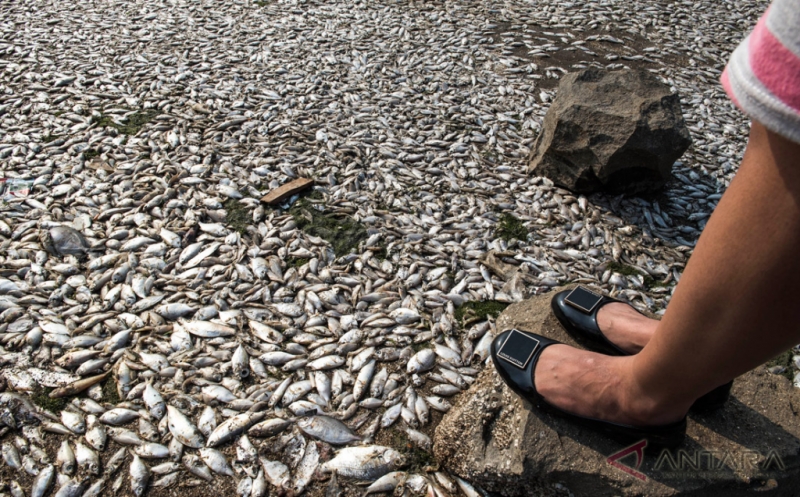 Jutaan Ikan di Sungai Bengawan Solo 'Mabuk'