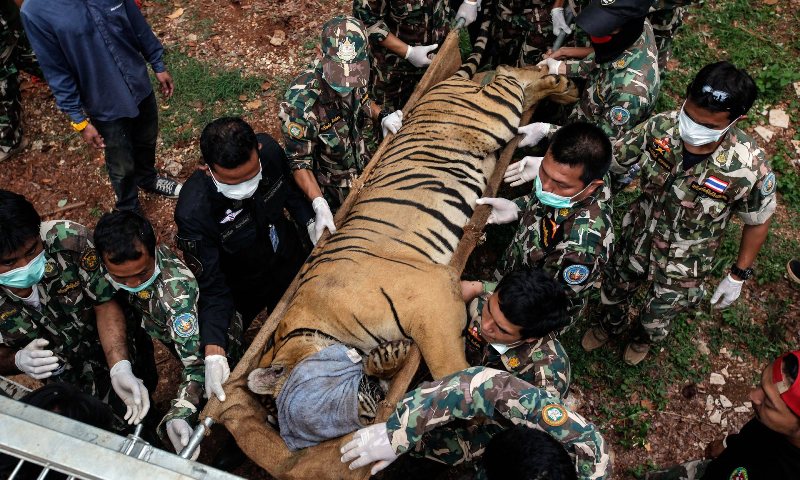 biksu-dicegat-saat-larikan-kulit-dan-taring-dari-kuil-harimau