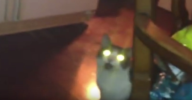 Tahukah Anda, Mengapa Mata Kucing Bersinar Saat Gelap..?