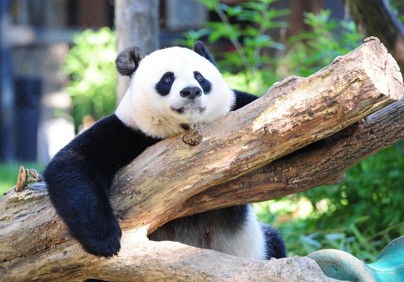 Kabar Gembira, Panda Sudah Tidak Masuk Daftar Hewan Hampir Punah