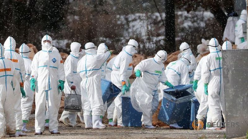 ratusan-ribu-unggas-di-jepang-dimusnahkan-akibat-wabah-flu-burung
