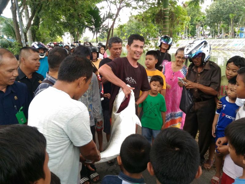 Pemancing Ini Dapet Ikan GT di Sungai, Kok Bisa?