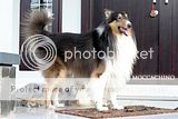 rough-collie-lovers