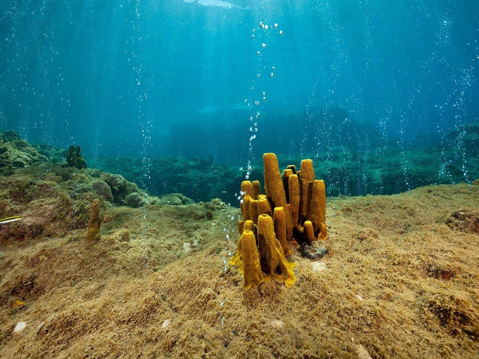 Pantai-Pantai Unik di Dunia