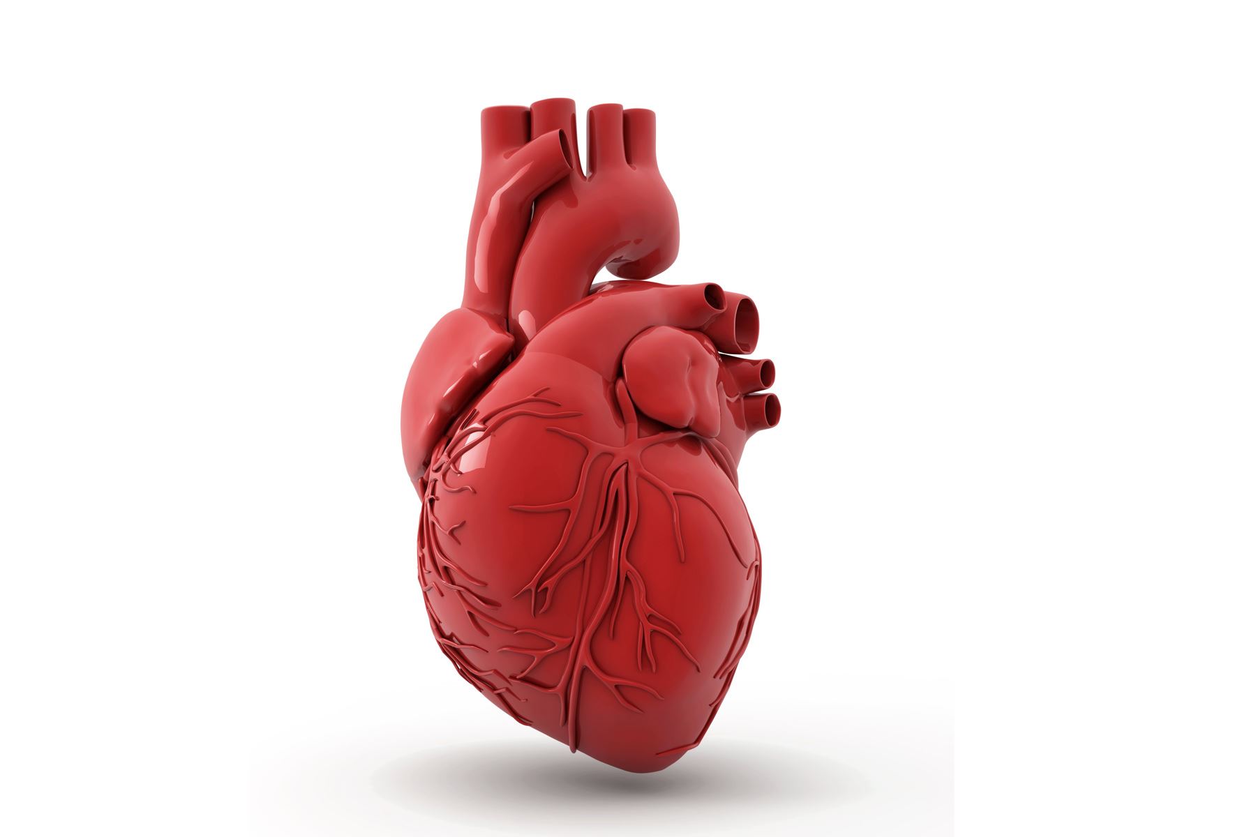 Fakta-Fakta Keren Tentang Tubuh Kita