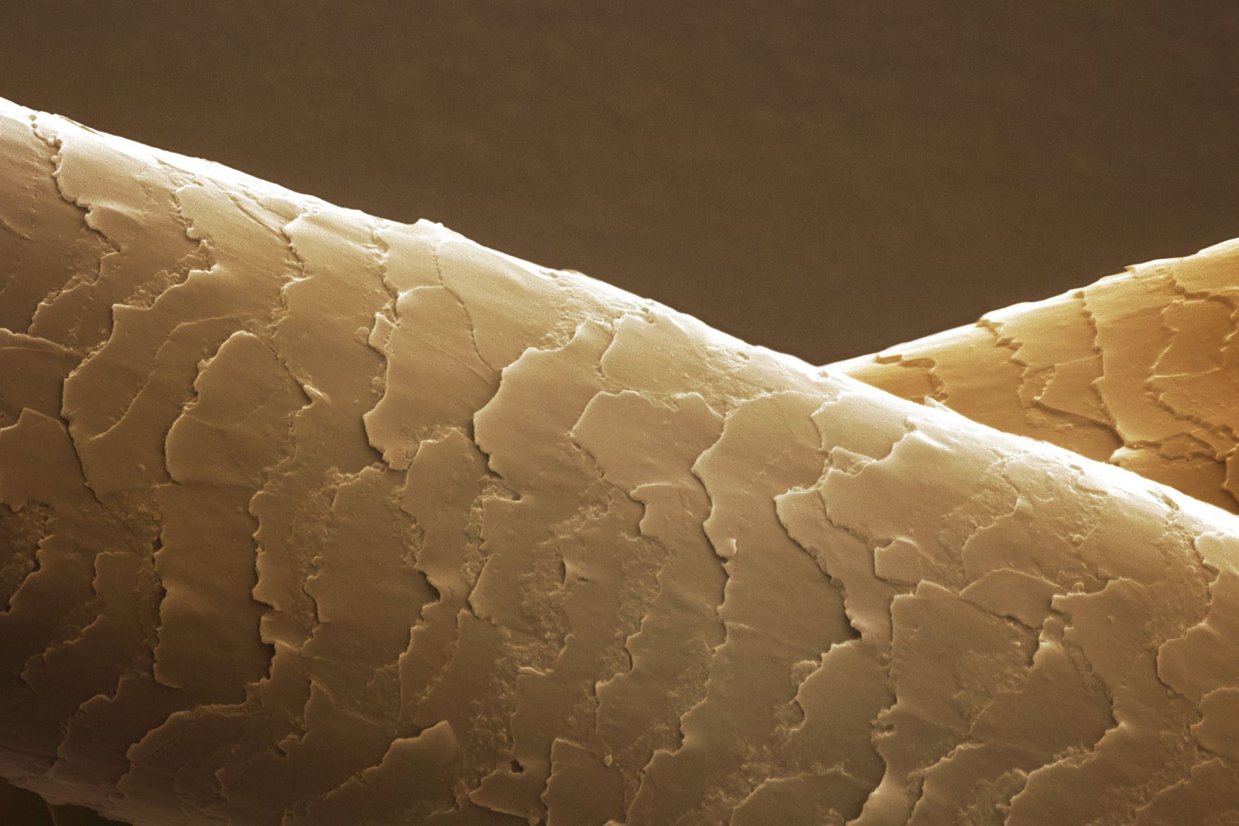 Fakta-Fakta Keren Tentang Tubuh Kita