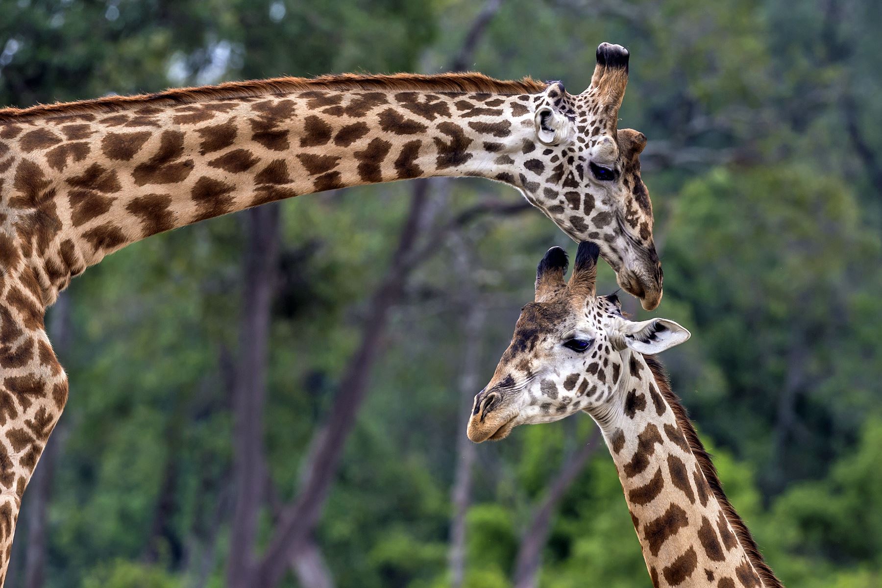 15 Fakta hewan yang mungkin agan Lupakan