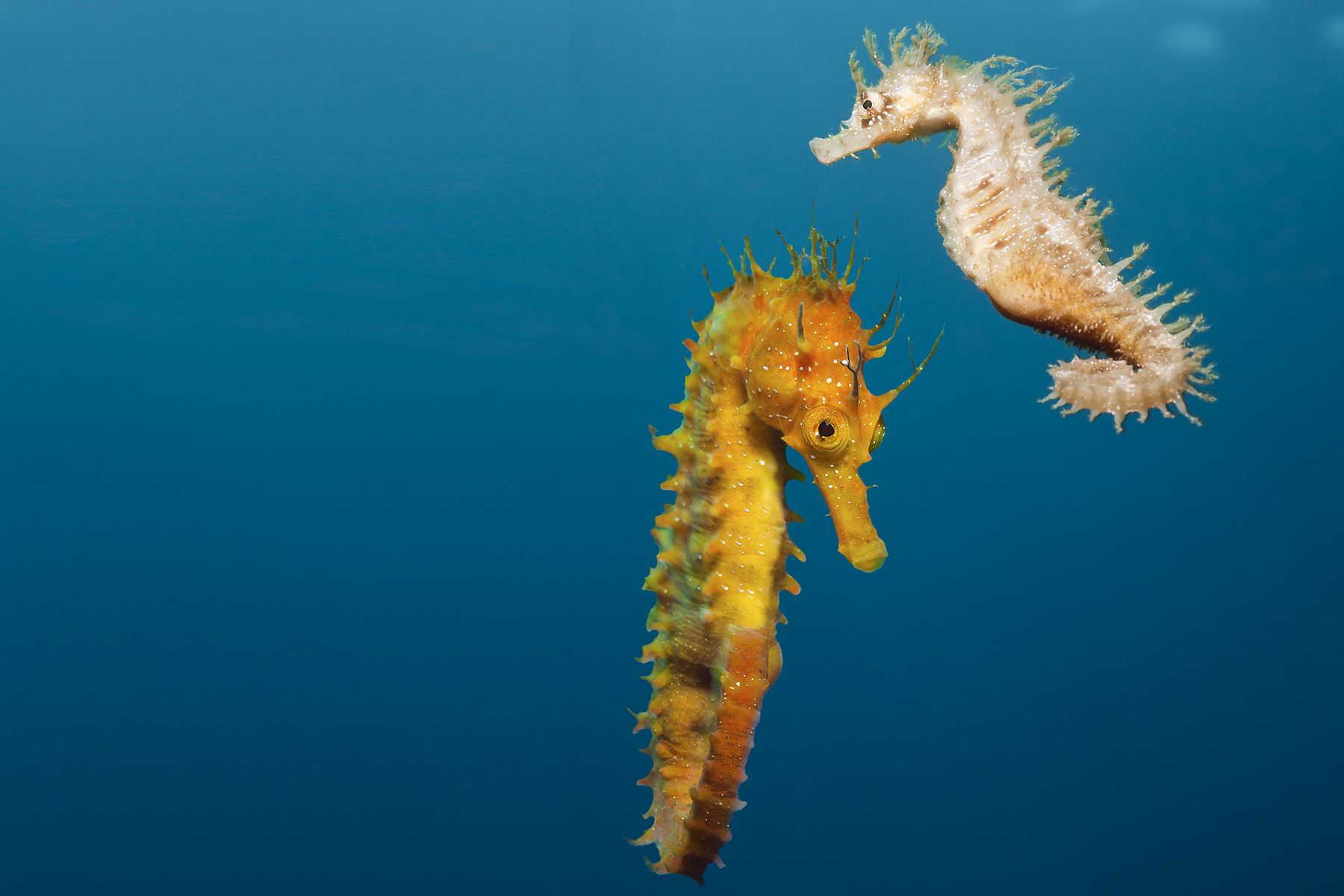 15 Fakta hewan yang mungkin agan Lupakan