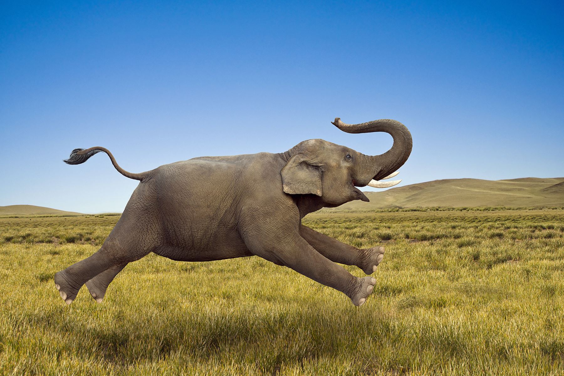 15 Fakta hewan yang mungkin agan Lupakan