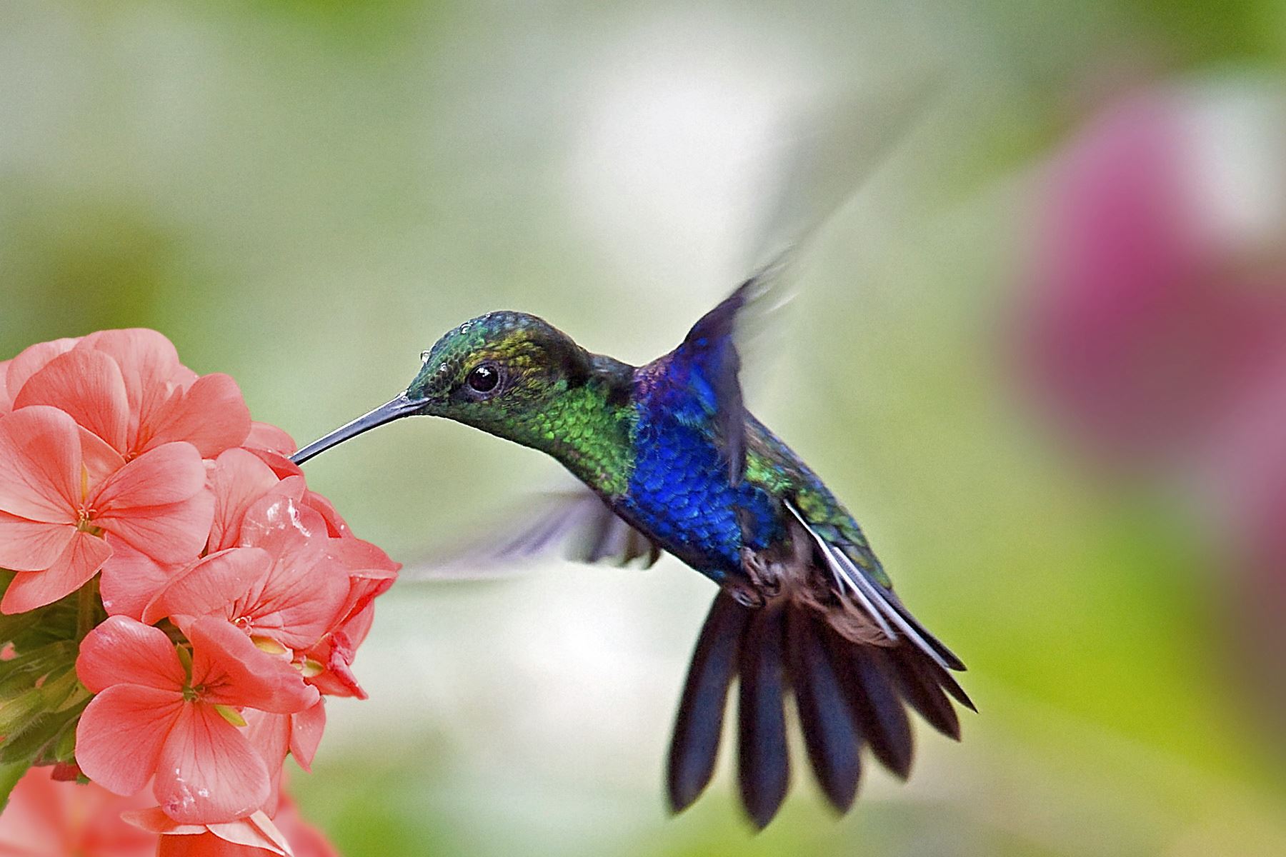 15 Fakta hewan yang mungkin agan Lupakan