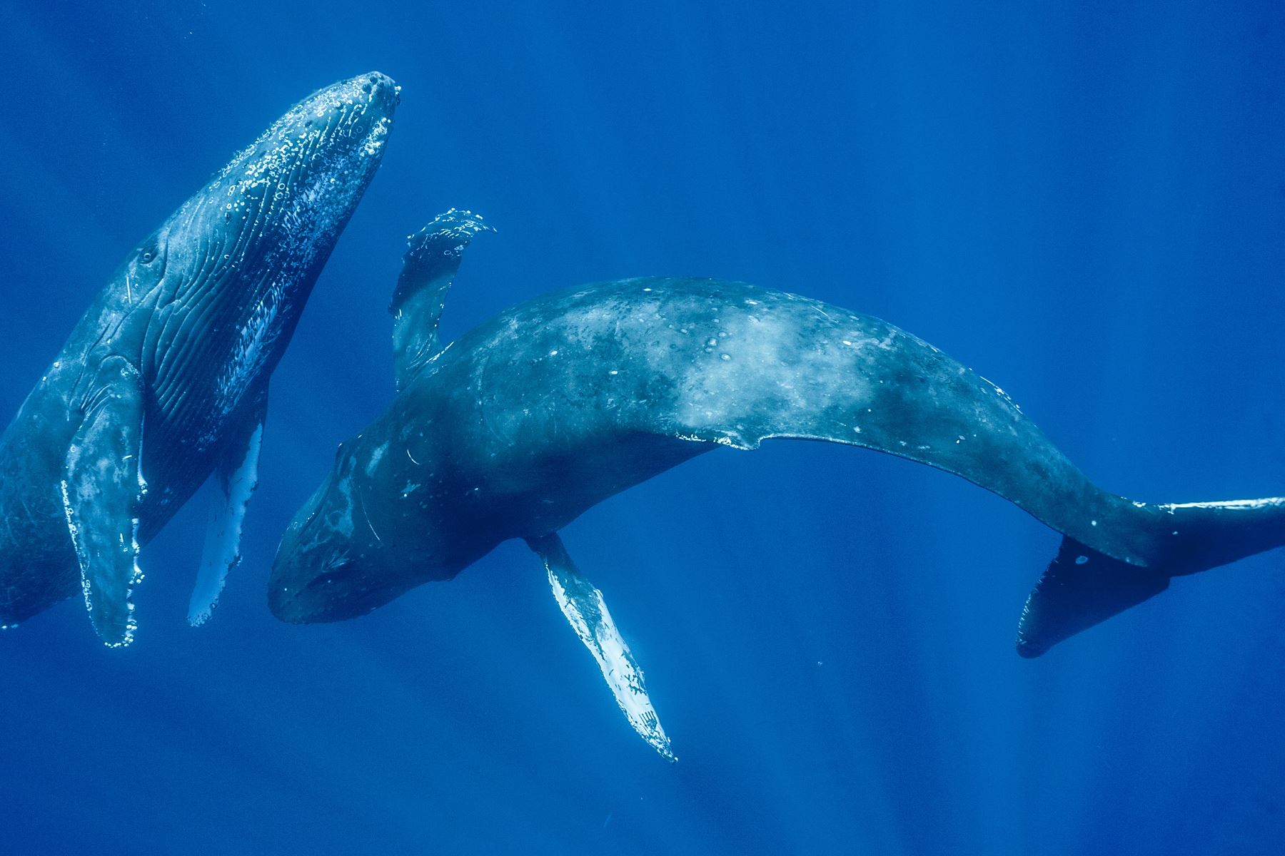 15 Fakta hewan yang mungkin agan Lupakan