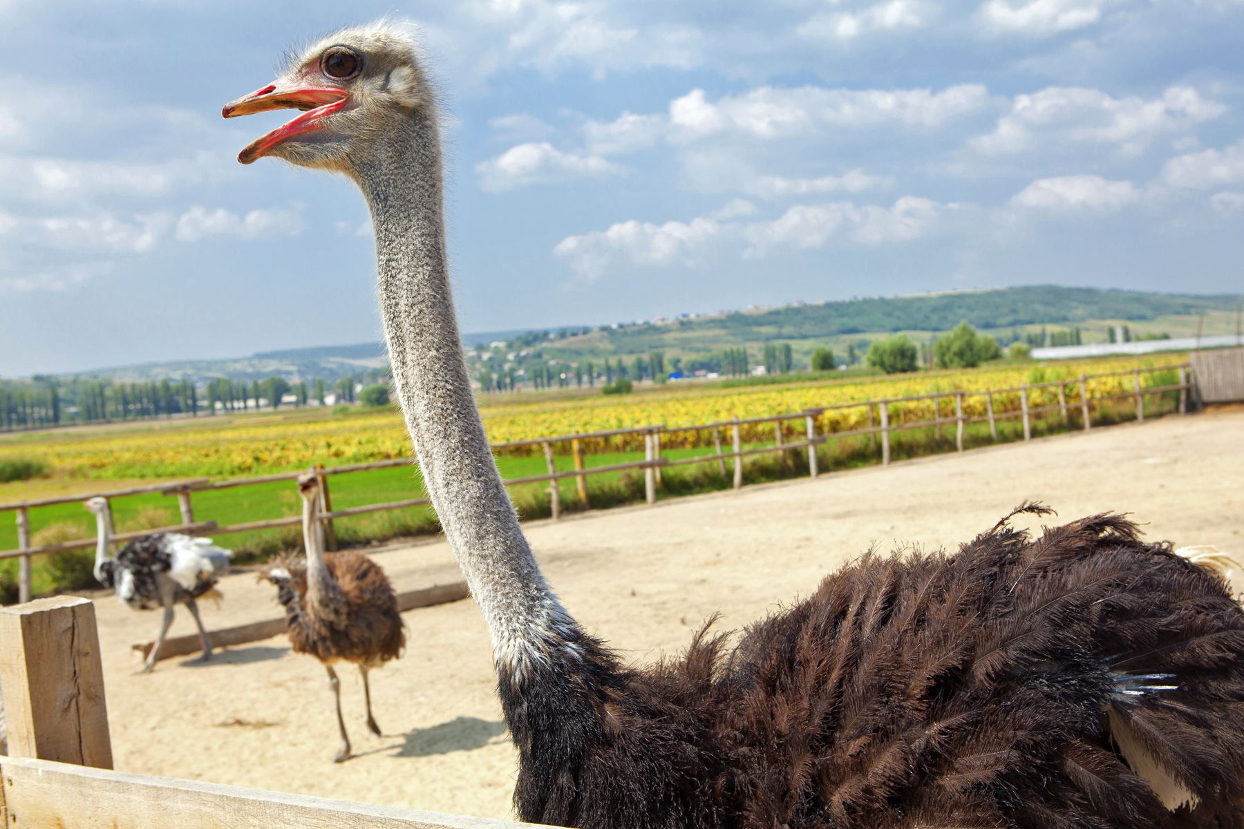 15 Fakta hewan yang mungkin agan Lupakan