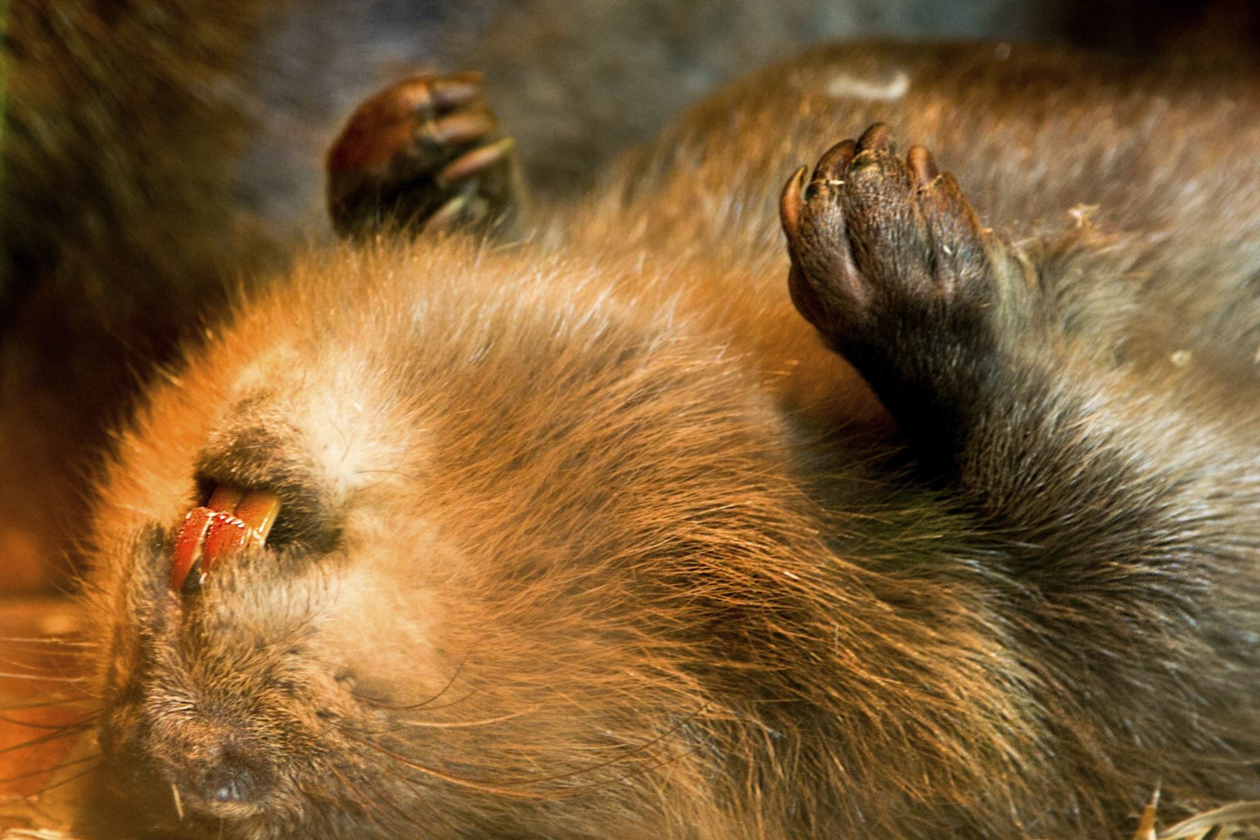 15 Fakta hewan yang mungkin agan Lupakan