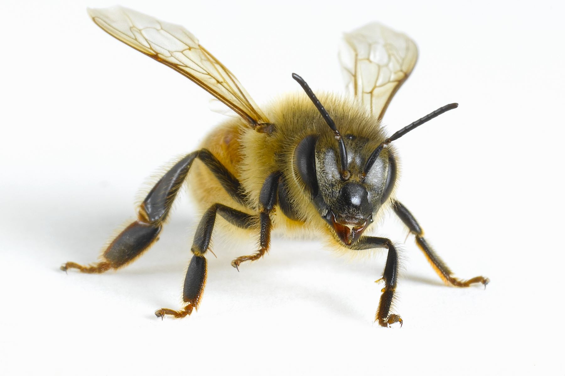 15 Fakta hewan yang mungkin agan Lupakan