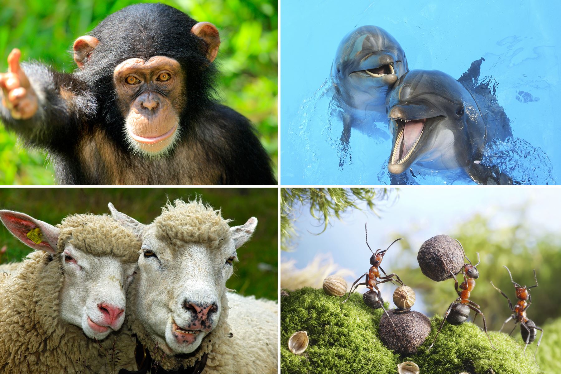 15 Fakta hewan yang mungkin agan Lupakan