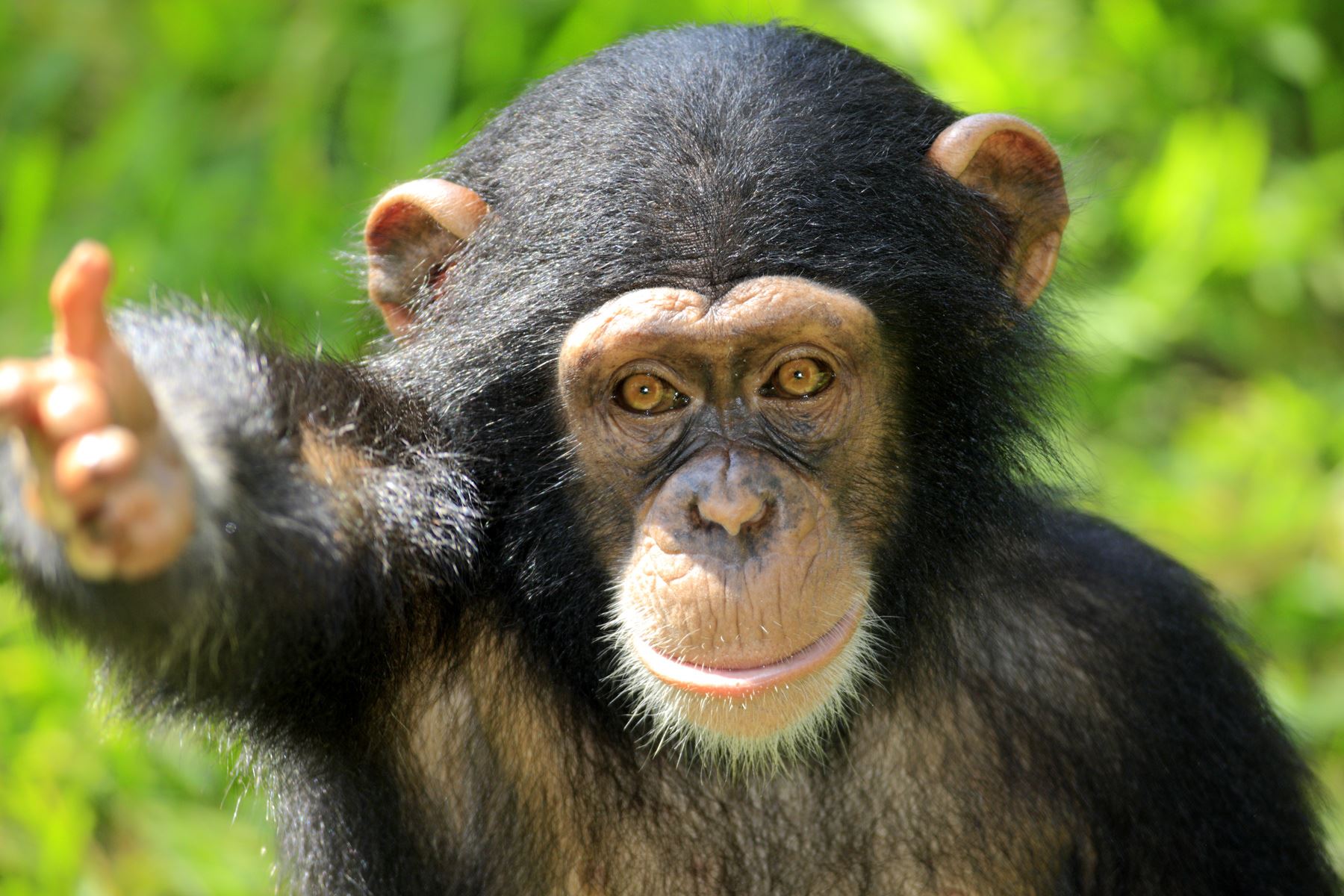 15 Fakta hewan yang mungkin agan Lupakan