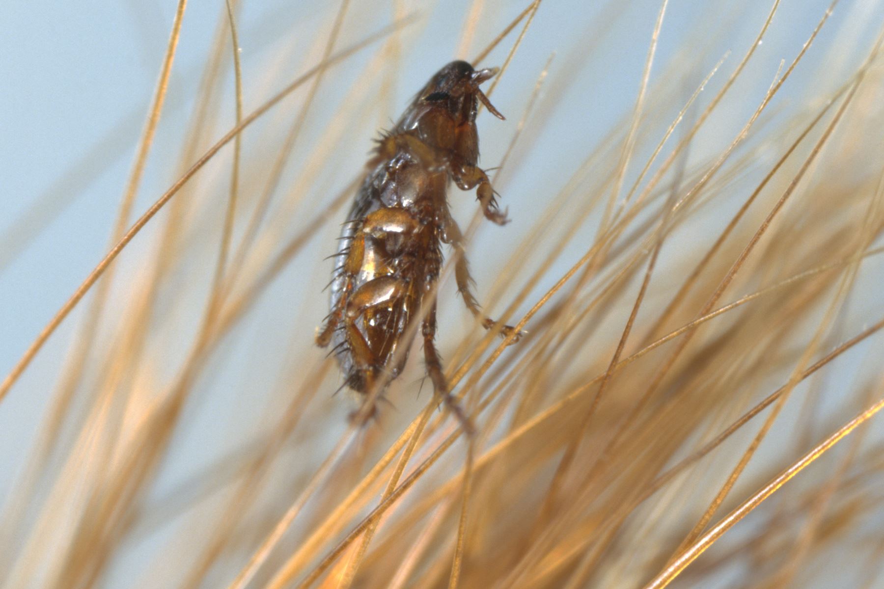 15 Fakta hewan yang mungkin agan Lupakan