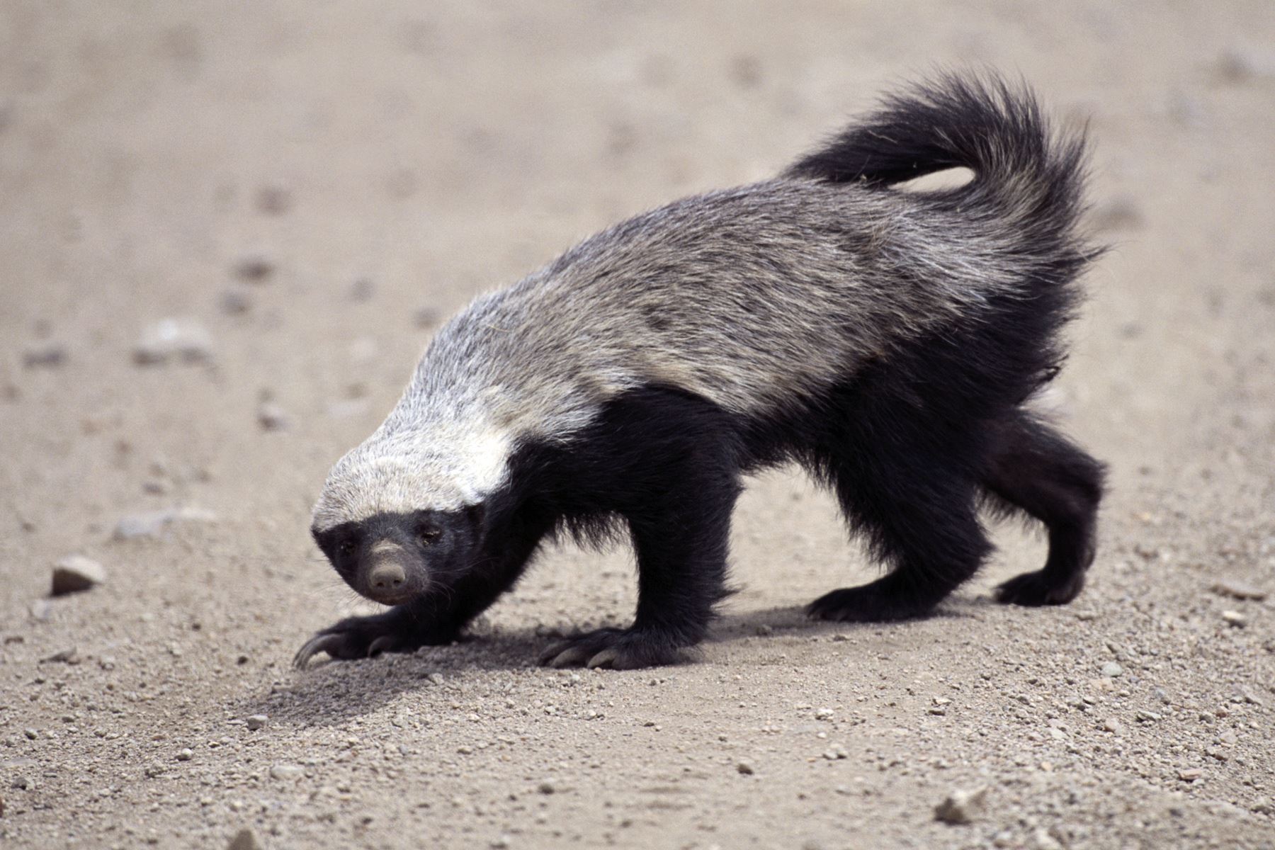 15 Fakta hewan yang mungkin agan Lupakan