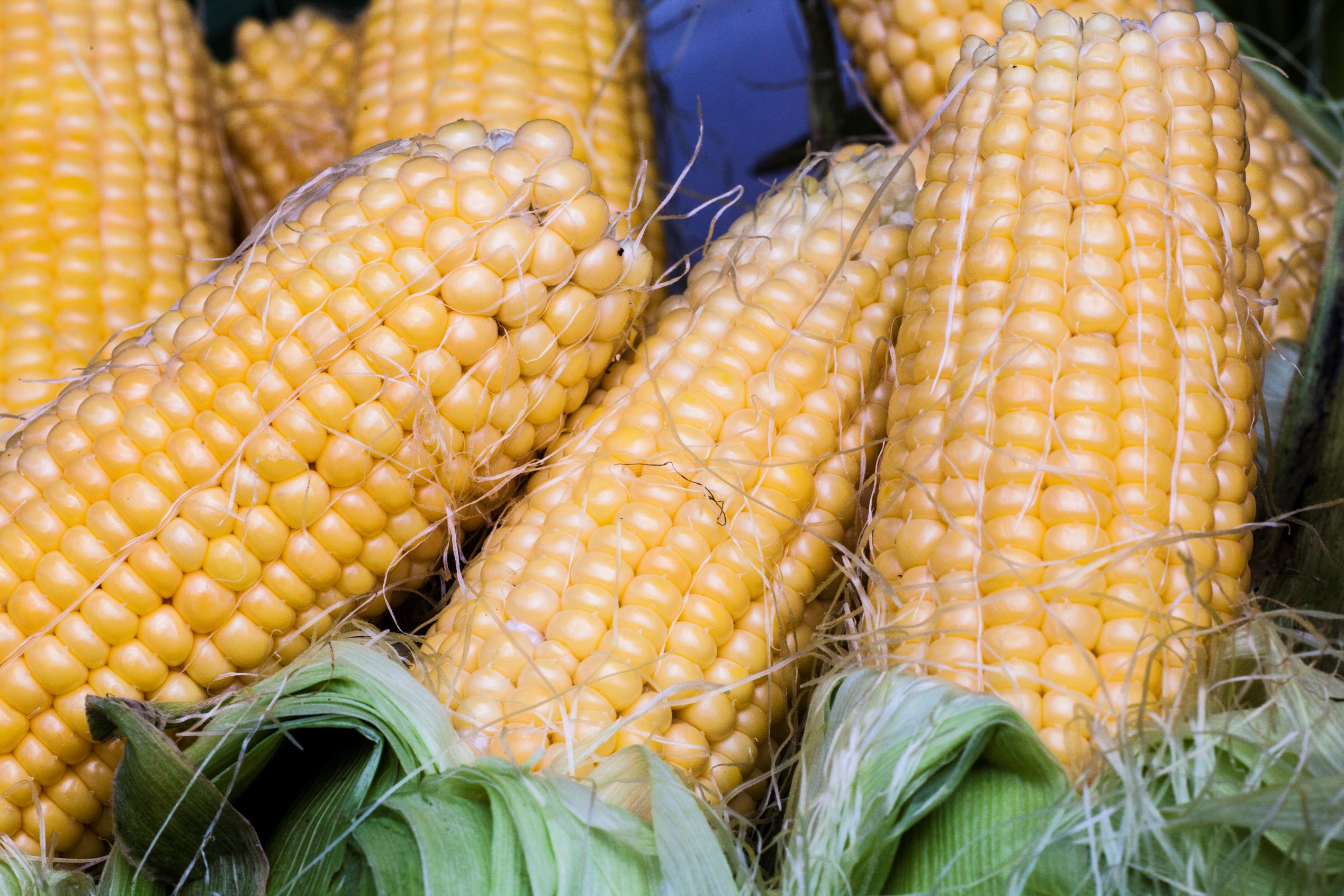 Tradisi Tahun Baru di Berbagai Negara