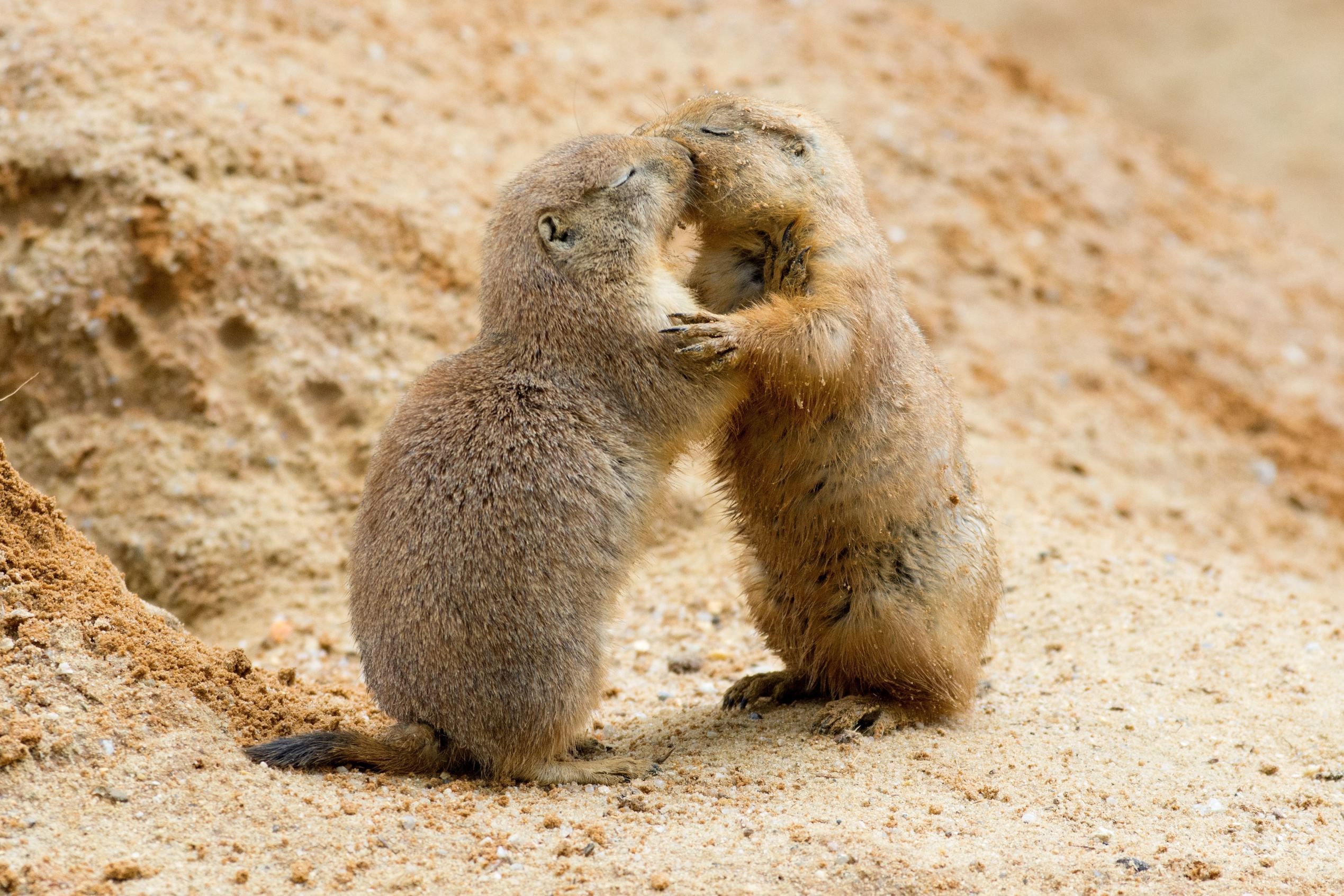 Ketika Binatang Dimabuk Asmara