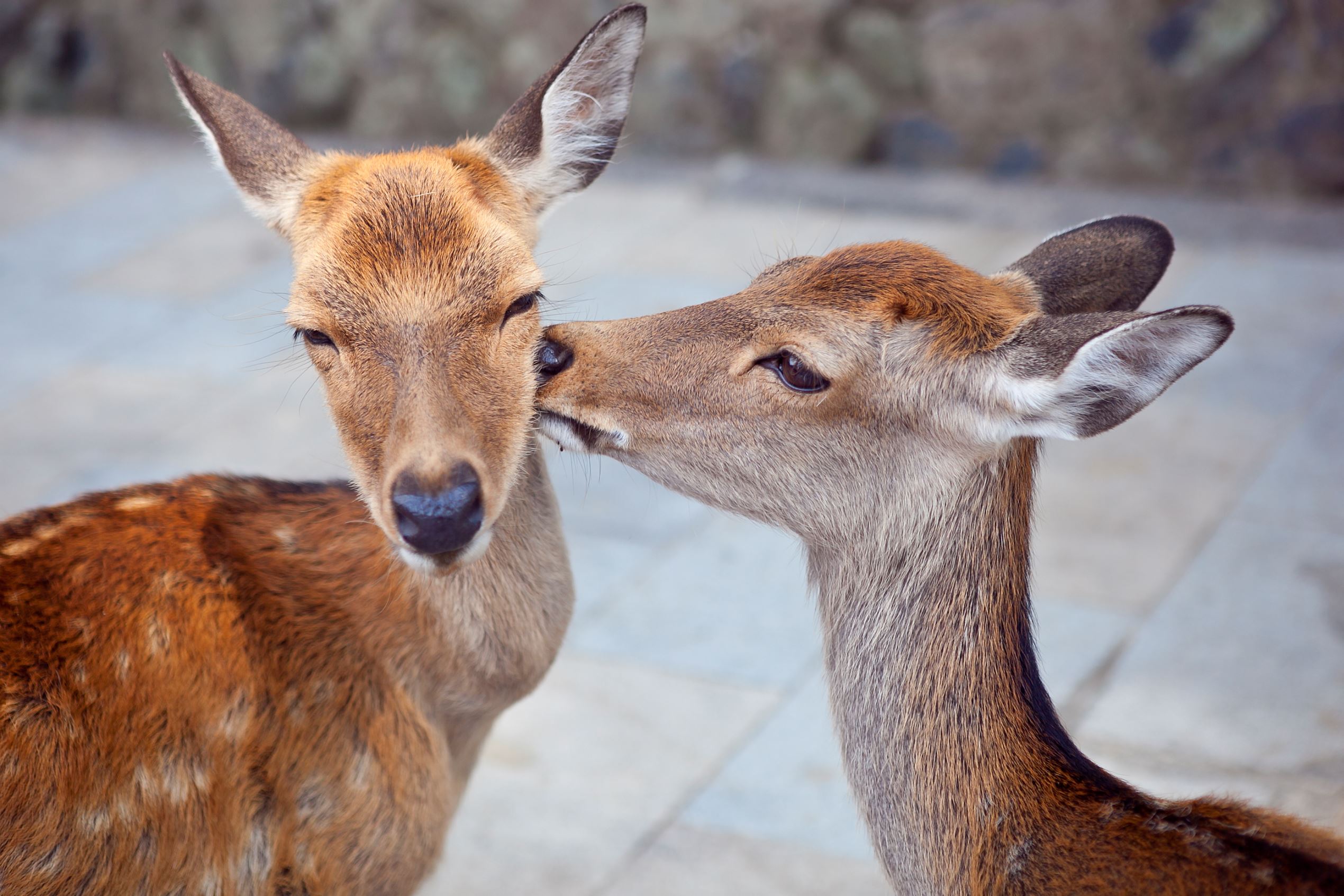 Ketika Binatang Dimabuk Asmara