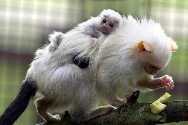 Marmoset, Monyet super Mini yang imut-imut