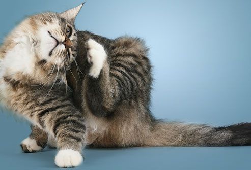 3 Fakta Tentang Kucing Yang harus kita Ketahui!
