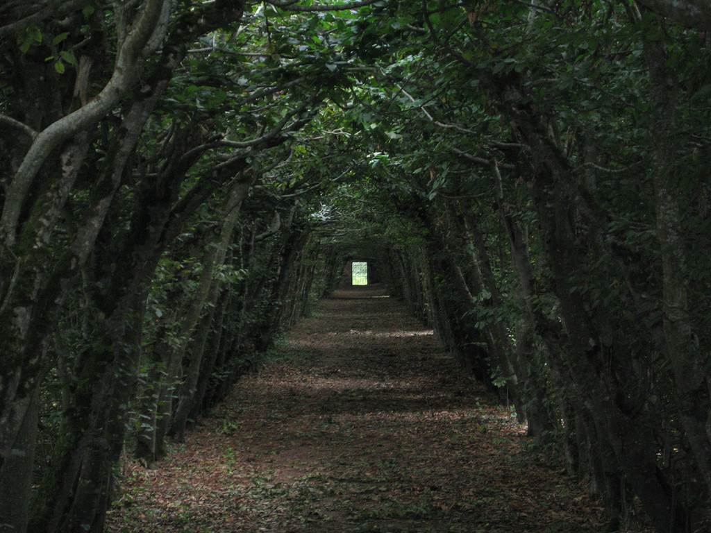 5 Hutan Mengerikan Di Dunia